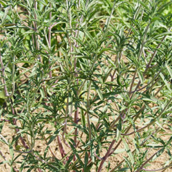 Cityfarm Organic Thyme (Pcs)