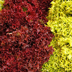Cityfarm Organic Lolo Rosso Lettuce (Pcs)
