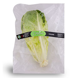 Cityfarm Organic Romaine Lettuce (Pcs)