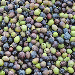 DEĞİRMEN ÇİFTLİĞİ Organic Fresh Raw Olive (Dilmecik Ala) (KG)