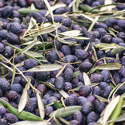 DEĞİRMEN ÇİFTLİĞİ Organic Fresh Raw Olive (Gemlik Black) (KG)