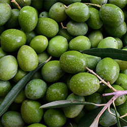 DEĞİRMEN ÇİFTLİĞİ Organic Fresh Raw Olive (Green) (KG)