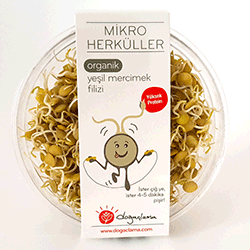 Doğaçlama Mikro Herküller Organik Yeşil Mercimek Filizi 75gr