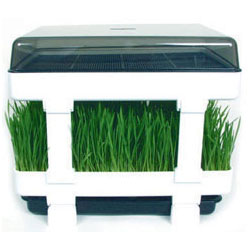 Healthy Sprouter Grow Wheatgrass Kit
