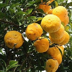 DEĞİRMEN ÇİFTLİĞİ Organic Citron (KG)