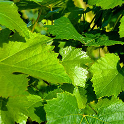 DEĞİRMEN ÇİFTLİĞİ Organic Green Vine Leaf (KG)