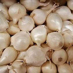 Kale Organic Onion (White) (KG)