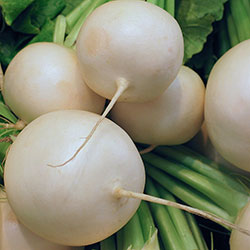 Cityfarm Organic White Radish (KG)