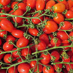 DEĞİRMEN ÇİFTLİĞİ Organic Organic Tomato Kokteyl (KG)