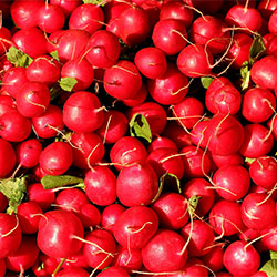 DEĞİRMEN ÇİFTLİĞİ Organic Radish (Small) (KG)