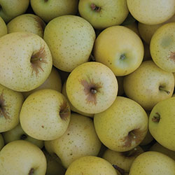 MNV Yellow Golden Apple (KG)