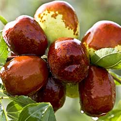 Değirmen Çiftliği Organic Jujube (KG)