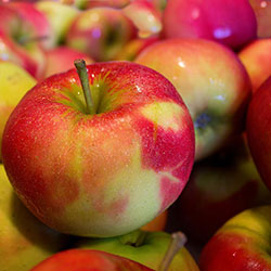 Cityfarm Organic Red Apple  KG 