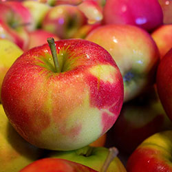 Karlıdağ Organic Apple  KG 