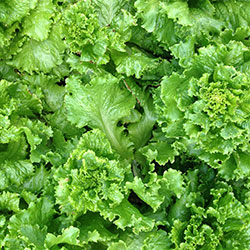 Erdal Arslan Organic Lettuce (Pcs)