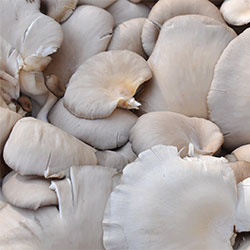 Cityfarm Organic Oyster Mushroom (Kg)