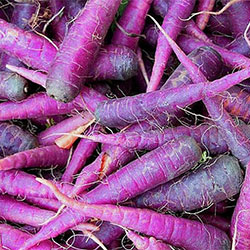 Beypazarı Organic Purple Carrot  KG 