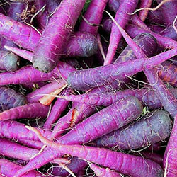 Beypazarı Organic Purple Carrot (KG)