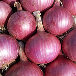 Kale Organic Onion (Purple) (KG)