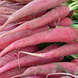 Kale Organic Pink Carrot (KG)
