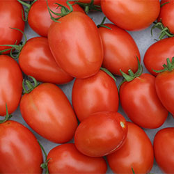 Karlıdağ Organic Tomato (For Paste) (KG)