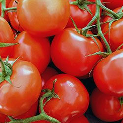 Yerlim Organic Truss Tomatoes (KG)