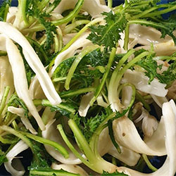 Organic Blessed Thistle  pcs