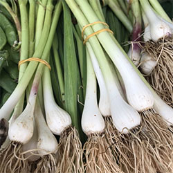 DEĞİRMEN ÇİFTLİĞİ Organic Green Garlic (Pcs)