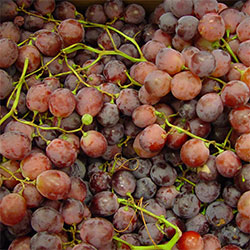 Yerlim Organic Red Grape (KG)