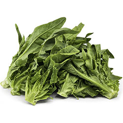 Organic Wild Lettuce