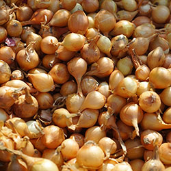 Cityfarm Organic Shallot (KG)