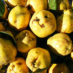 Yerlim Organic Quince (KG)