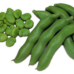MimSera Organic Broad Bean  KG 