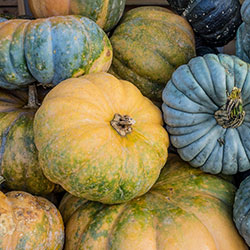 Ersöz Organic Pumpkin (KG)