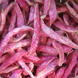 Cityfarm Organic Borlotti Bean (KG)