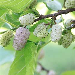 DEĞİRMEN ÇİFTLİĞİ Organic White Mulberry (KG)