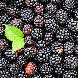 DEĞİRMEN ÇİFTLİĞİ Organic Blackberry (KG)