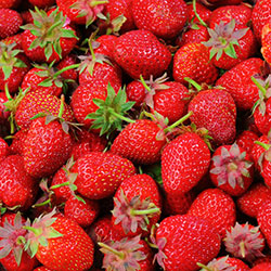 Mim Sera Organic Strawberry  KG 