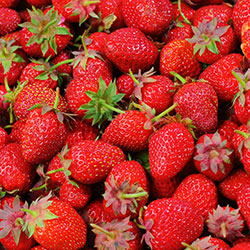 Mim Sera Organic Strawberry (KG)