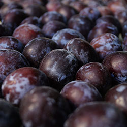 Cityfarm Organic Plum Anjelika (KG)