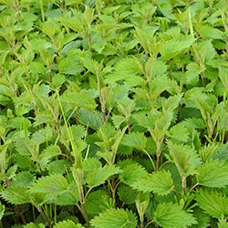 Cityfarm Organic Nettle (Pcs)