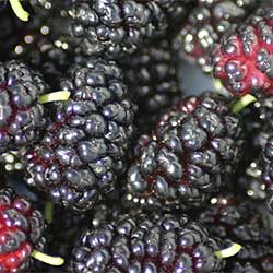 DEĞİRMEN ÇİFTLİĞİ Organic Black Mulberry (KG