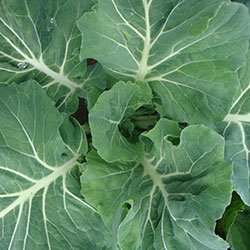 Alaplı Organic Green Cabbage  Pcs 