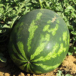 Kale Organic Watermelon (KG)