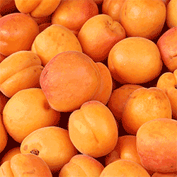 Kapor Organic Apricot (KG)