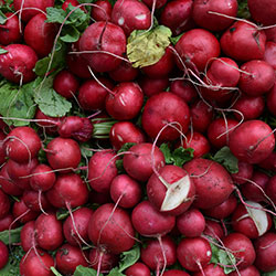 DEĞİRMEN ÇİFTLİĞİ Organic Radish  KG 