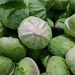 Karlıdağ Organic White Cabbage  KG 