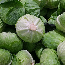 Ersöz Organic White Cabbage (KG)