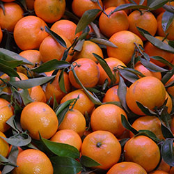 AKDENİZ BAHÇESİ Organic Mandarin (KG)