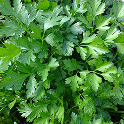 Kale Organic Tabbouleh (Pcs)